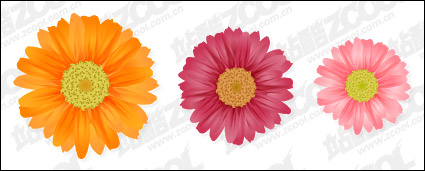 daisy vector